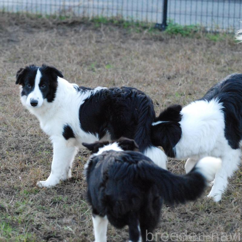 販売中の鳥取県のボーダーコリー-428796の6枚目