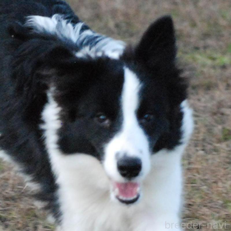 販売中の鳥取県のボーダーコリー-428796の5枚目