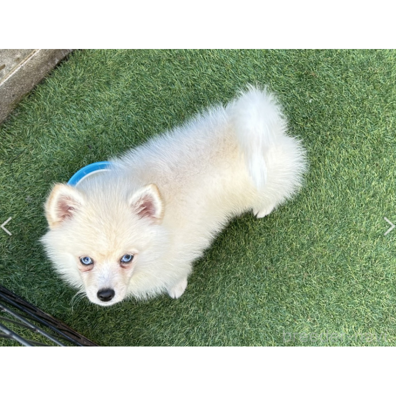 販売中の神奈川県のミックス犬-421945の2枚目