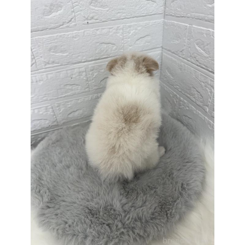 販売中の東京都のポメチワ:ポメラニアン×チワワ-428790の7枚目