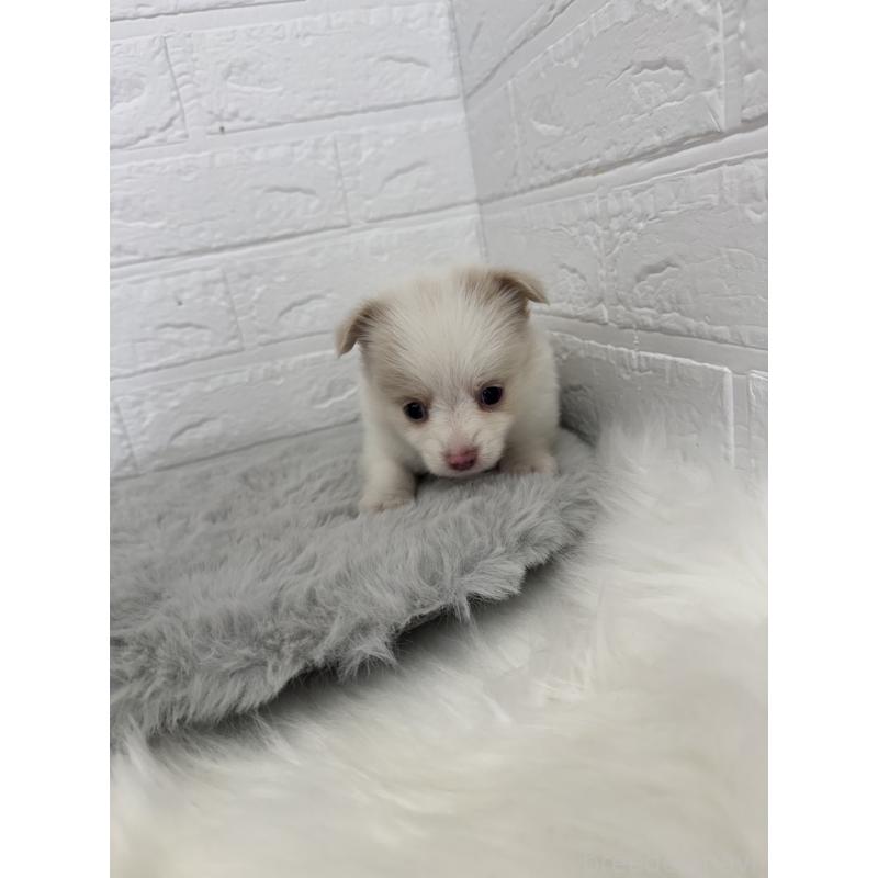 販売中の東京都のポメチワ:ポメラニアン×チワワ-428790の6枚目