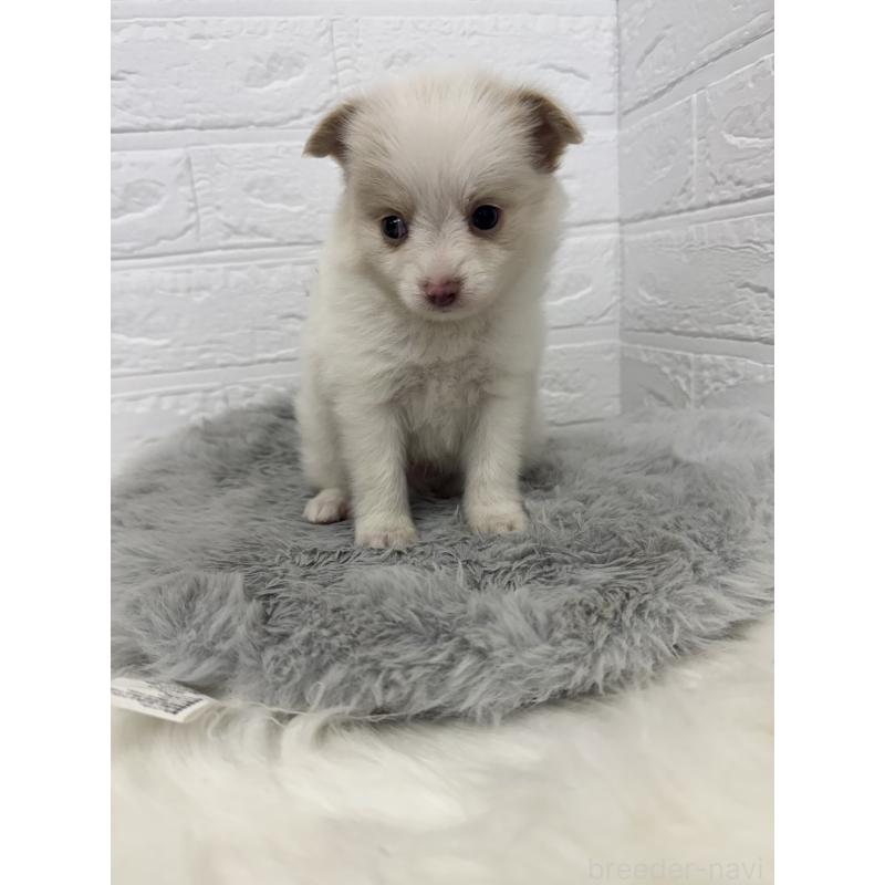販売中の東京都のポメチワ:ポメラニアン×チワワ-428790の5枚目
