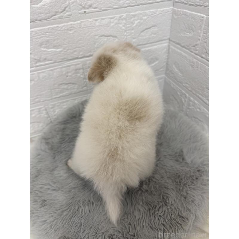 販売中の東京都のポメチワ:ポメラニアン×チワワ-428790の3枚目