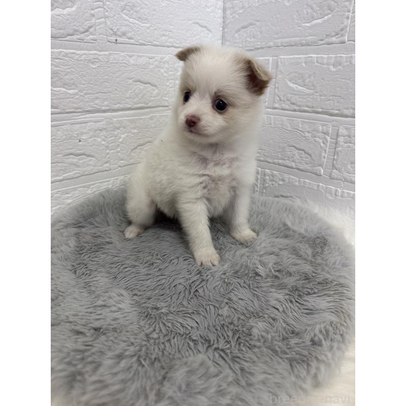 販売中の東京都のポメチワ:ポメラニアン×チワワ-428790の2枚目