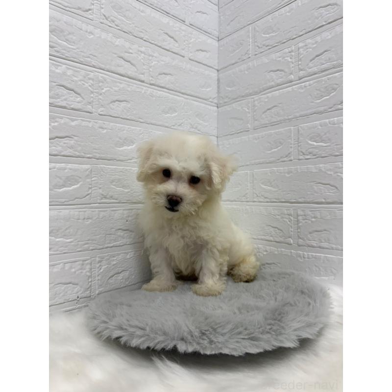 販売中の東京都のビションフリーゼ-428792の5枚目