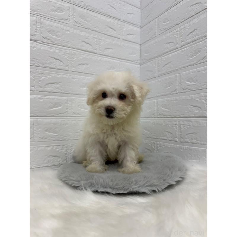 販売中の東京都のビションフリーゼ-428792の4枚目