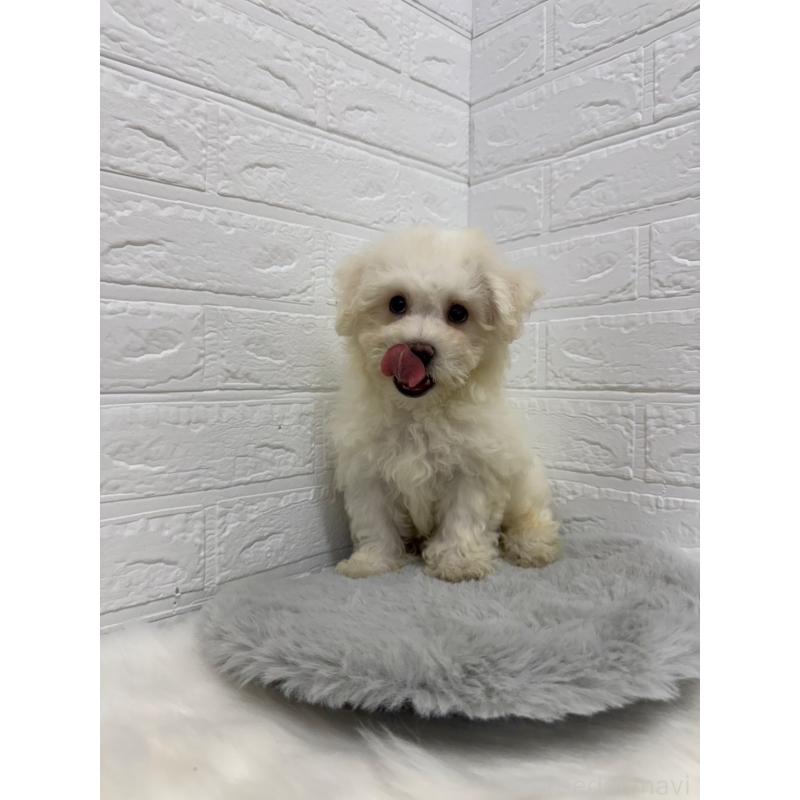 販売中の東京都のビションフリーゼ-428792の2枚目