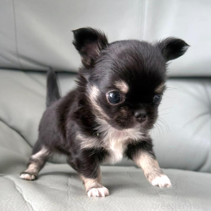 成約済の徳島県のチワワ(ロングコート)-427237の10枚目