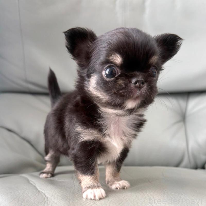 成約済の徳島県のチワワ(ロングコート)-427237の9枚目