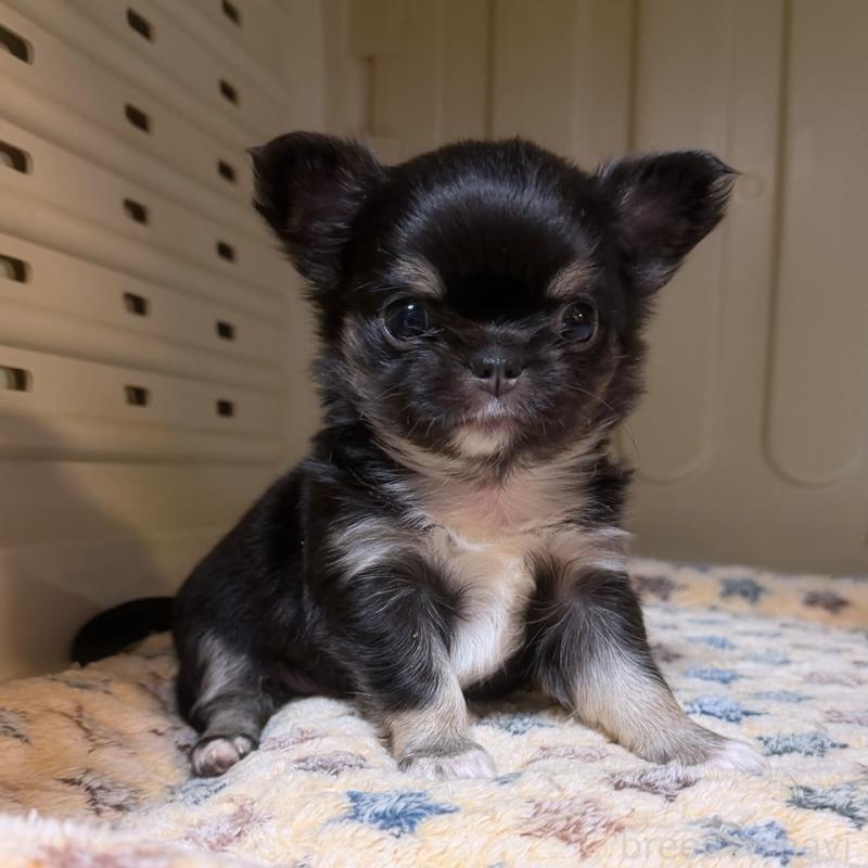 成約済の徳島県のチワワ(ロングコート)-427237の8枚目