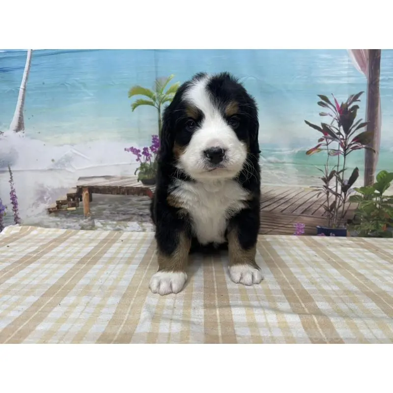 販売中の千葉県のバーニーズマウンテンドッグ-428793