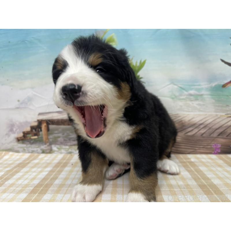 販売中の千葉県のバーニーズマウンテンドッグ-428793の5枚目