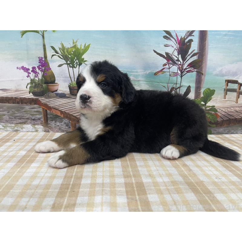 販売中の千葉県のバーニーズマウンテンドッグ-428793の4枚目