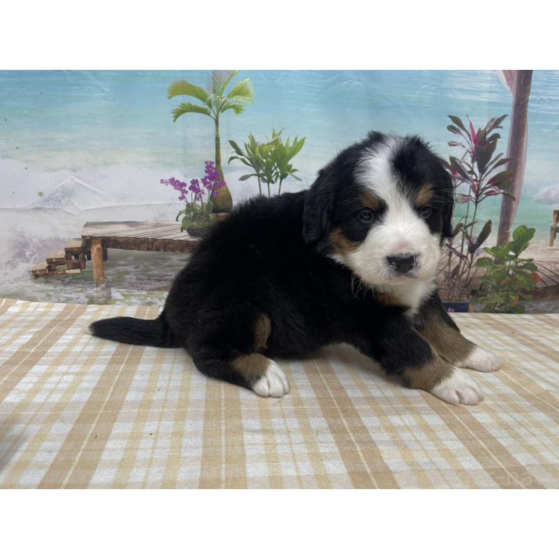 販売中の千葉県のバーニーズマウンテンドッグ-428793の3枚目