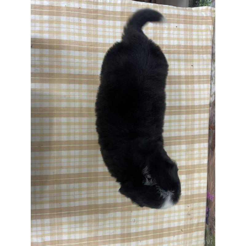 販売中の千葉県のバーニーズマウンテンドッグ-428793の2枚目