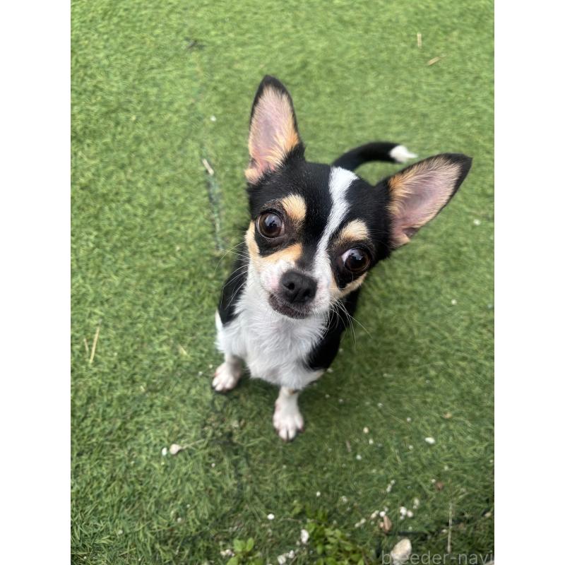 販売中の福岡県のチワワ(スムースコート)-428794の3枚目