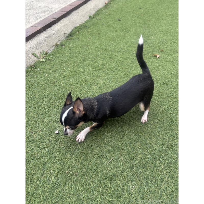 販売中の福岡県のチワワ(スムースコート)-428794の2枚目