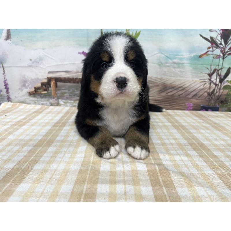 販売中の千葉県のバーニーズマウンテンドッグ-428795