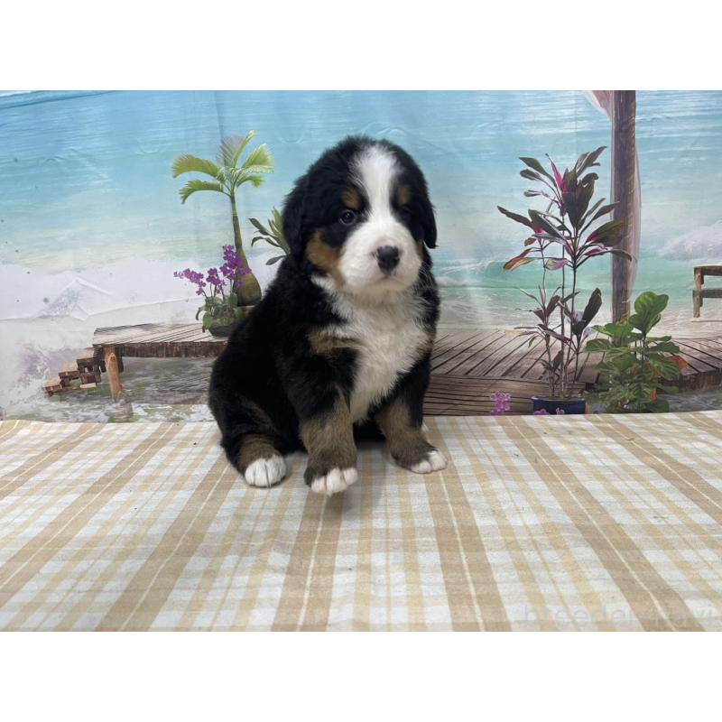 販売中の千葉県のバーニーズマウンテンドッグ-428795の5枚目