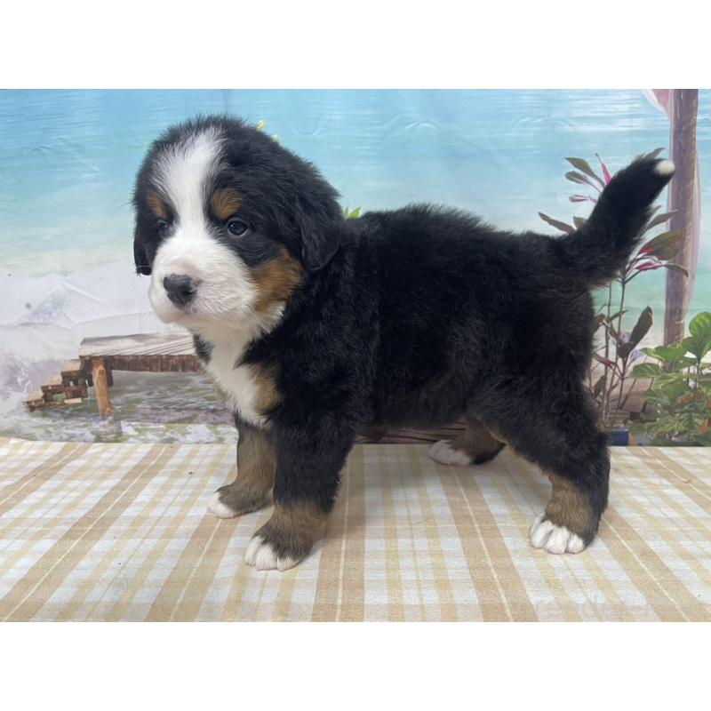 販売中の千葉県のバーニーズマウンテンドッグ-428795の4枚目
