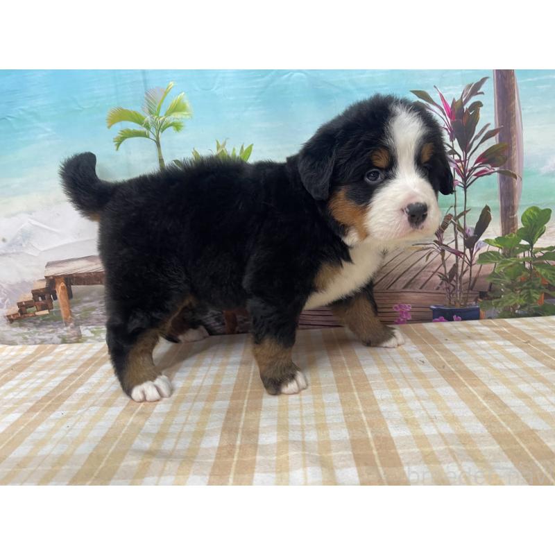販売中の千葉県のバーニーズマウンテンドッグ-428795の3枚目
