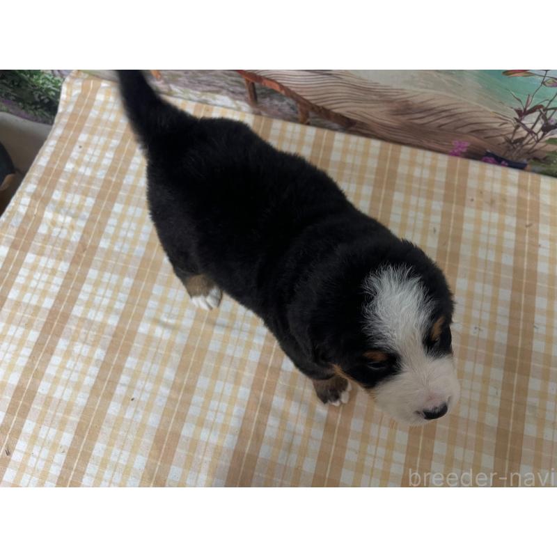 販売中の千葉県のバーニーズマウンテンドッグ-428795の2枚目