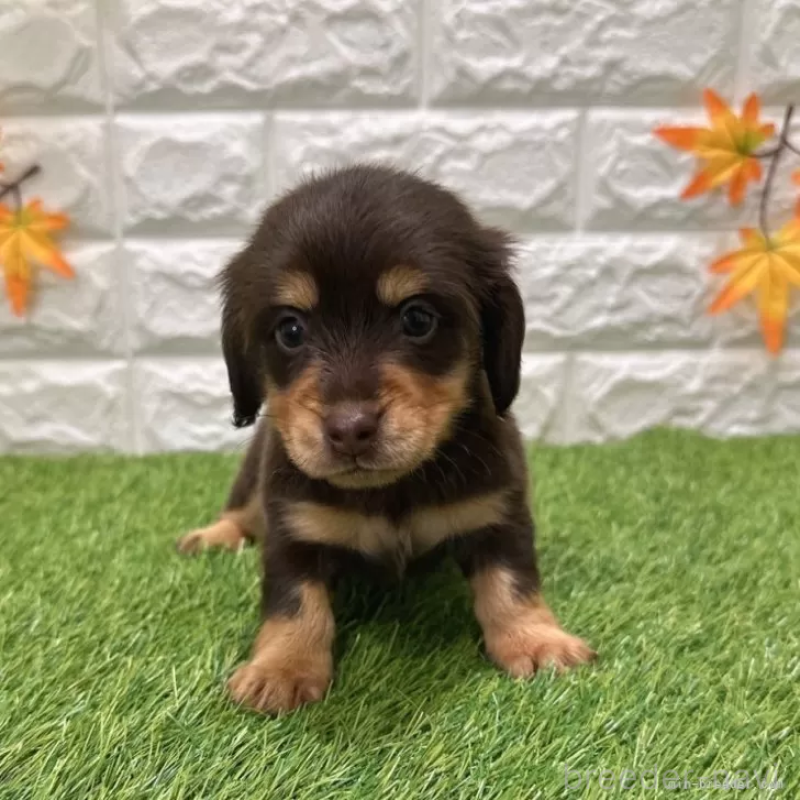 販売中の愛知県のミニチュアダックスフンド(ロングヘアード)-427716