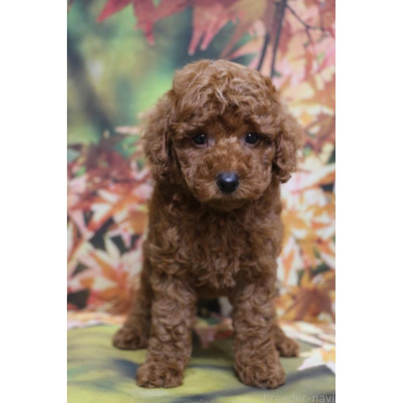 販売中の千葉県のトイプードル-428803の11枚目