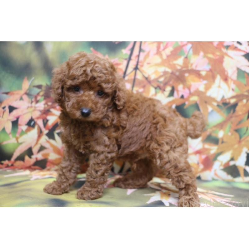 販売中の千葉県のトイプードル-428803の10枚目