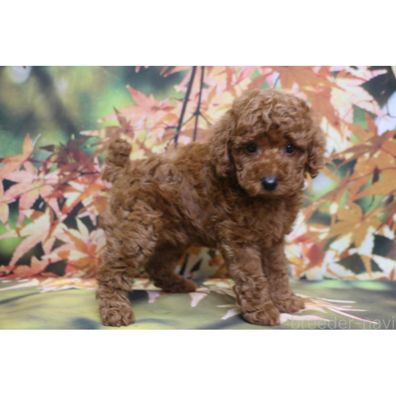 販売中の千葉県のトイプードル-428803の9枚目