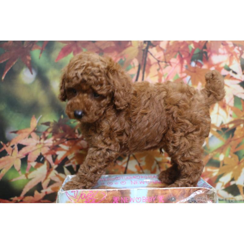 販売中の千葉県のトイプードル-428803の8枚目