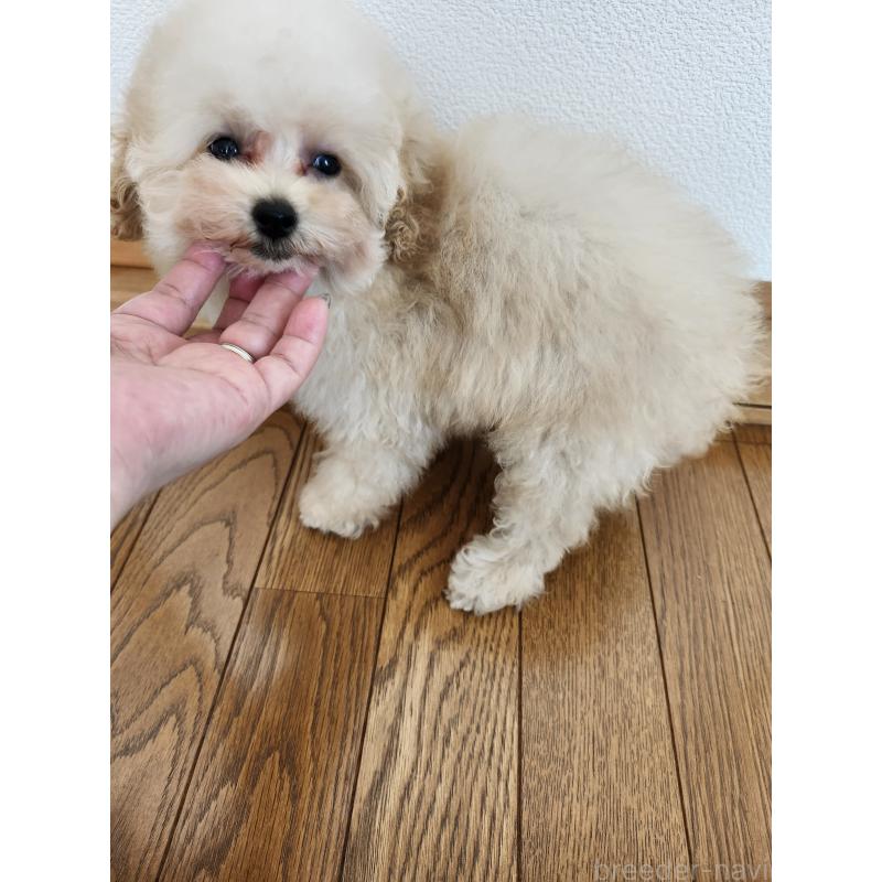 販売中の北海道のティーカッププードル-428797の4枚目