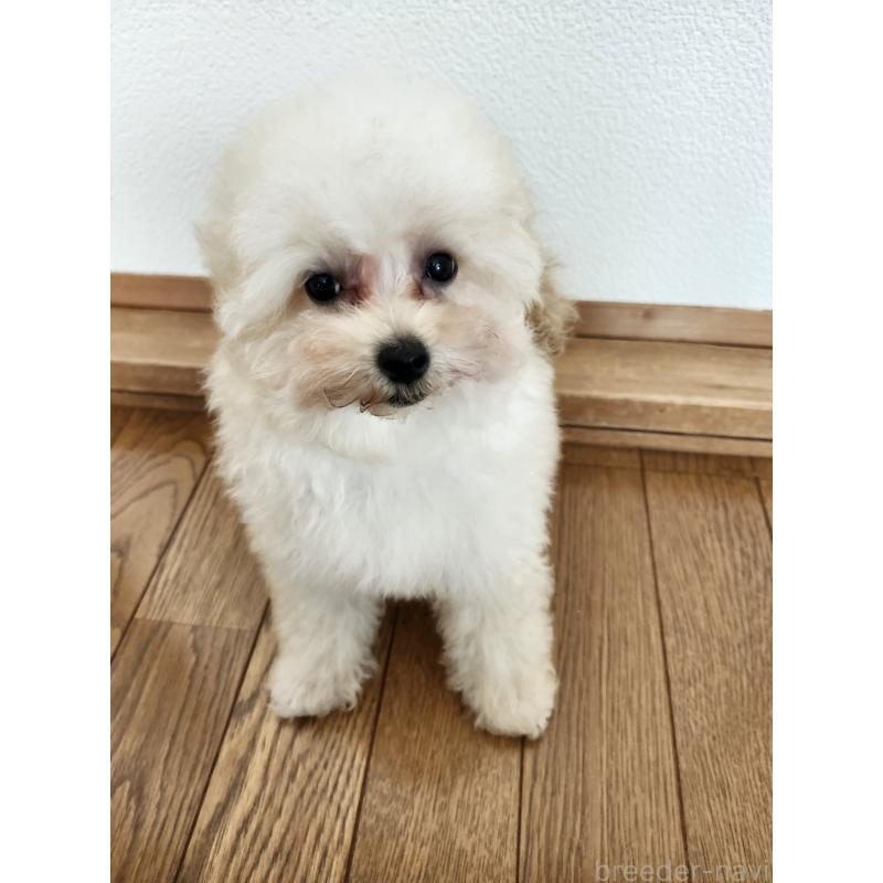 販売中の北海道のティーカッププードル-428797の3枚目