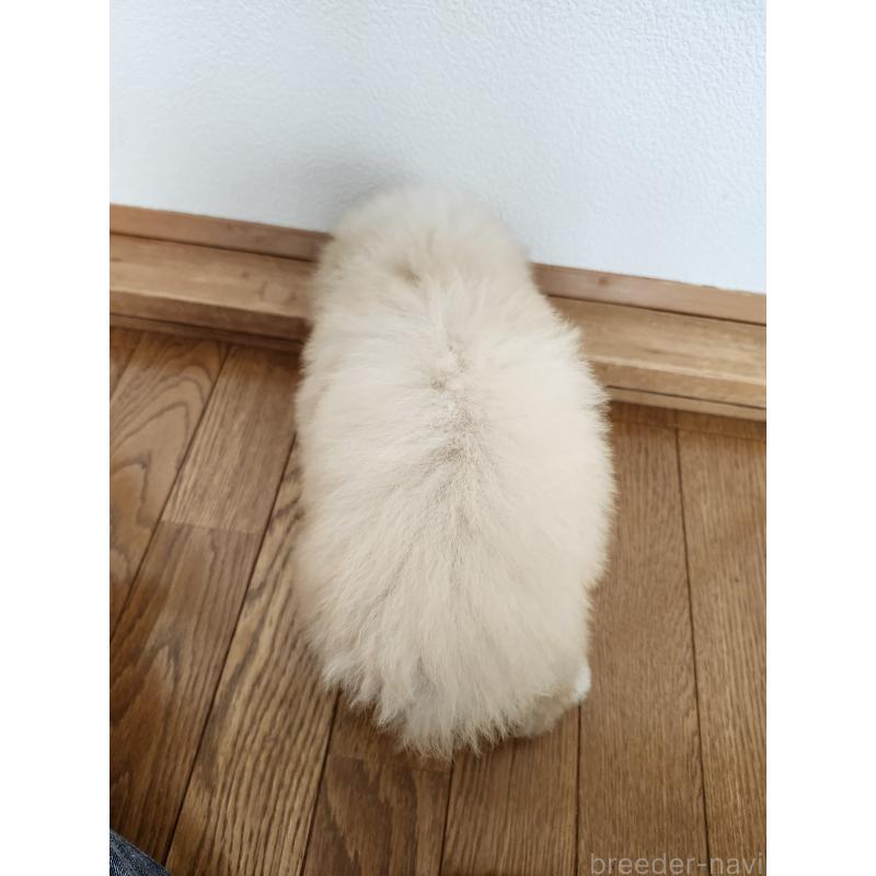 販売中の北海道のティーカッププードル-428797の2枚目