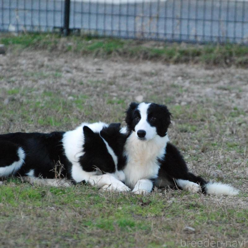 販売中の鳥取県のボーダーコリー-428798の3枚目