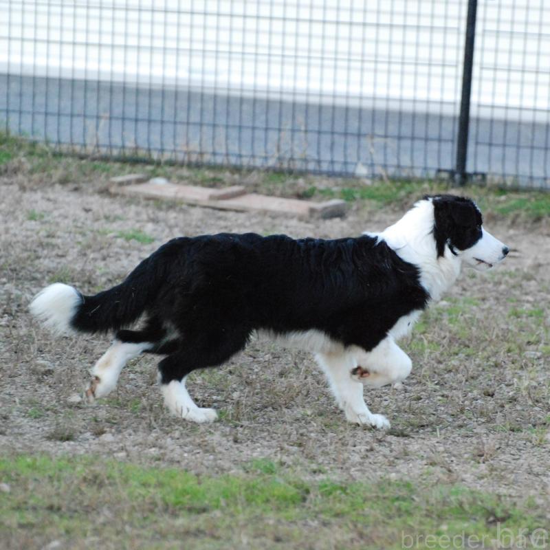販売中の鳥取県のボーダーコリー-428798の2枚目
