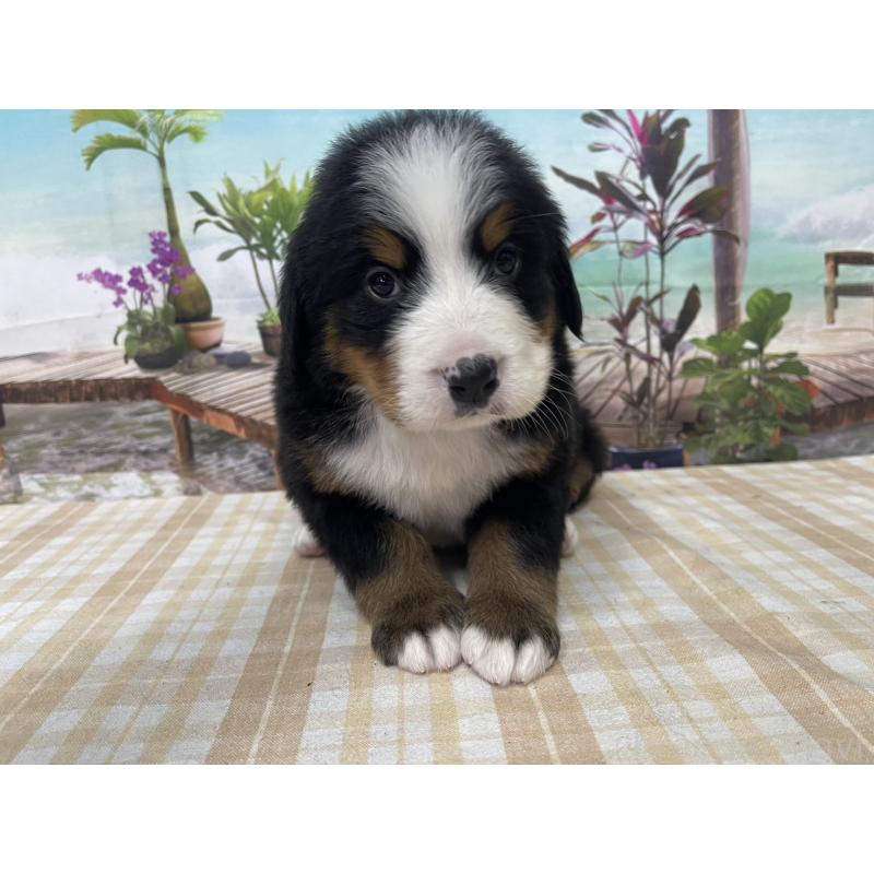 販売中の千葉県のバーニーズマウンテンドッグ-428799