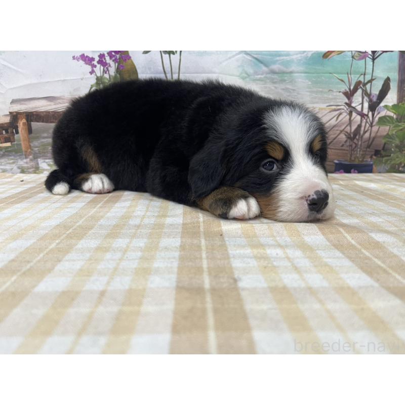 販売中の千葉県のバーニーズマウンテンドッグ-428799の4枚目