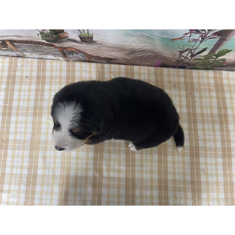 販売中の千葉県のバーニーズマウンテンドッグ-428799の2枚目