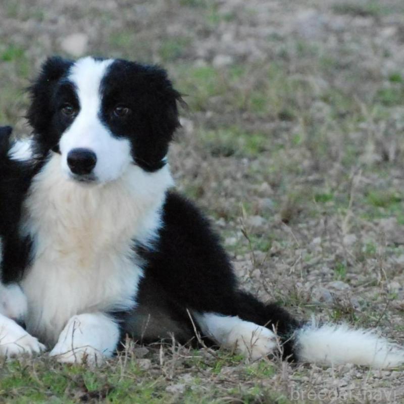 販売中の鳥取県のボーダーコリー-428798の1枚目