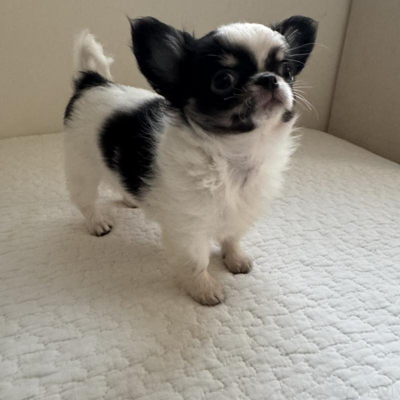 販売中の東京都のチワワ(ロングコート)-425320の6枚目