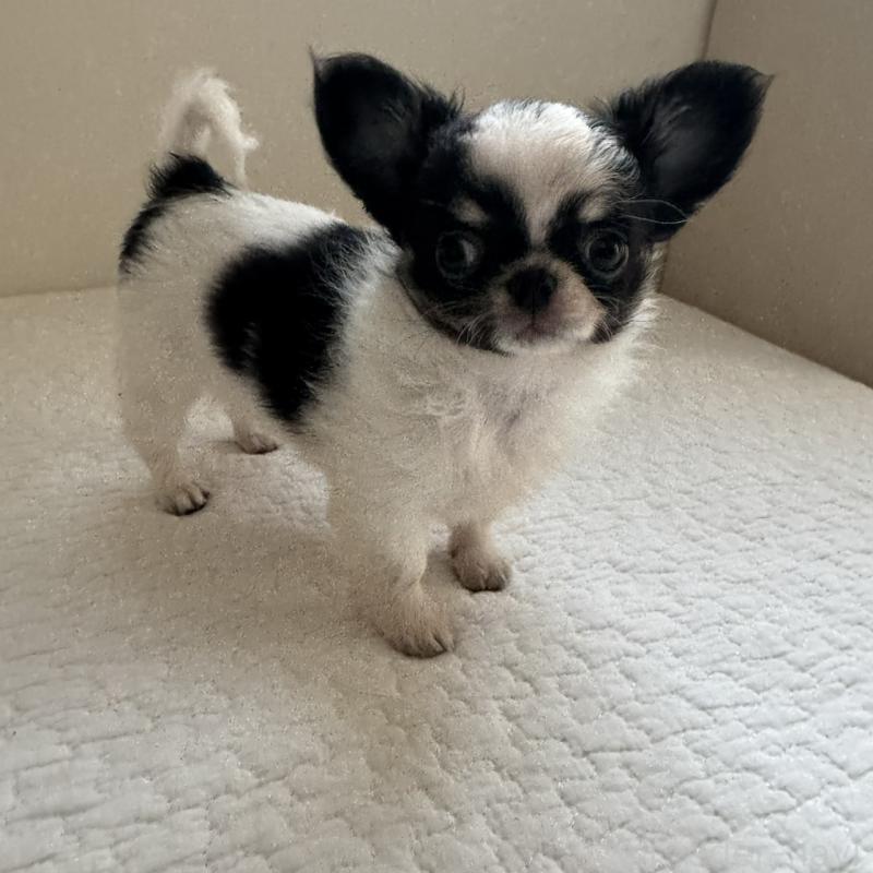 販売中の東京都のチワワ(ロングコート)-425320