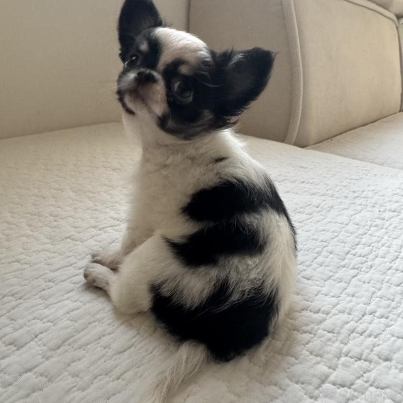 販売中の東京都のチワワ(ロングコート)-425320の5枚目