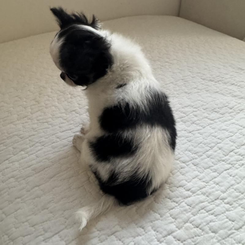 販売中の東京都のチワワ(ロングコート)-425320の4枚目