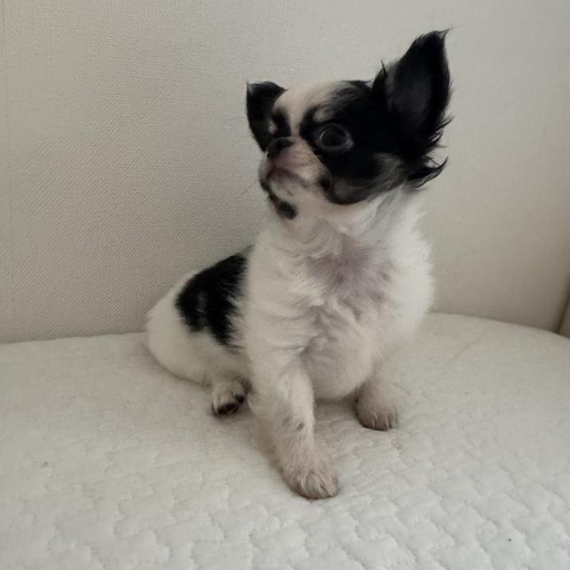 販売中の東京都のチワワ(ロングコート)-425320の3枚目