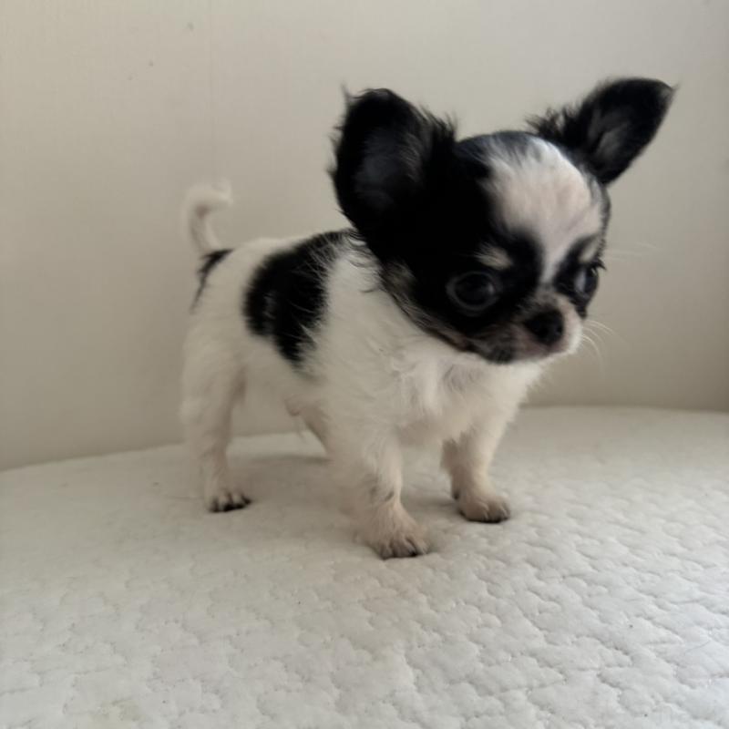 販売中の東京都のチワワ(ロングコート)-425320の2枚目