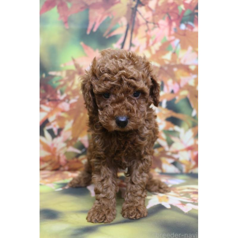 販売中の千葉県のトイプードル-428803の5枚目