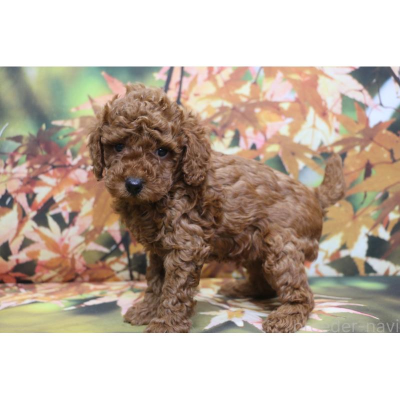 販売中の千葉県のトイプードル-428803の4枚目