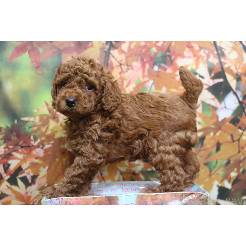 販売中の千葉県のトイプードル-428803の2枚目