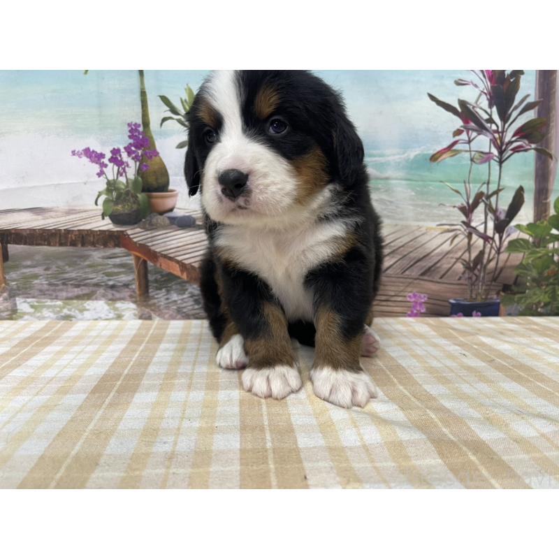 販売中の千葉県のバーニーズマウンテンドッグ-428801の4枚目